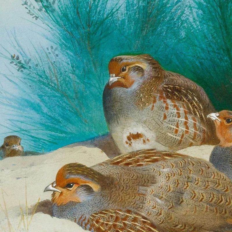 English Partridge With Gorse And Thistles Archibald Thorburn