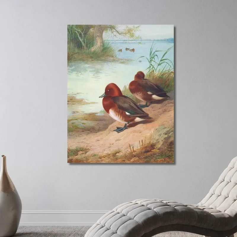 Pato Ferruginoso Archibald Thorburn