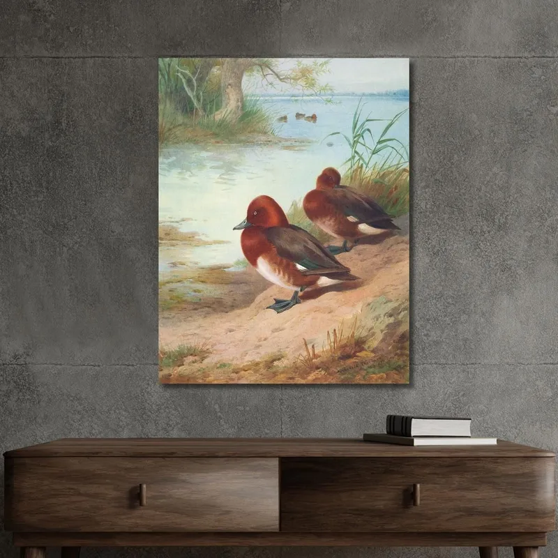 Pato Ferruginoso Archibald Thorburn