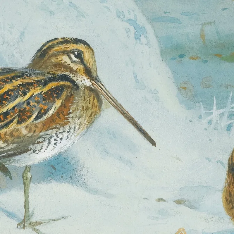 Congelado: Agachadiza Archibald Thorburn