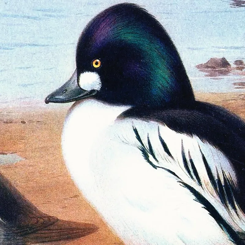 Quattrocchi Archibald Thorburn