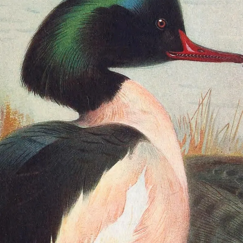 Serreta Grande Archibald Thorburn