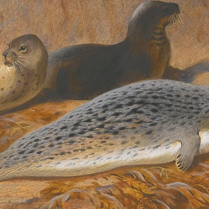 Grey And Harbour Seals At Rest Archibald Thorburn