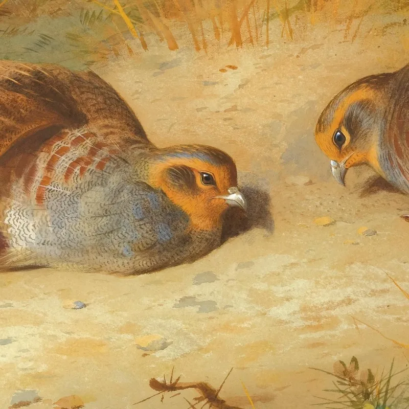 Grey Partridge Archibald Thorburn