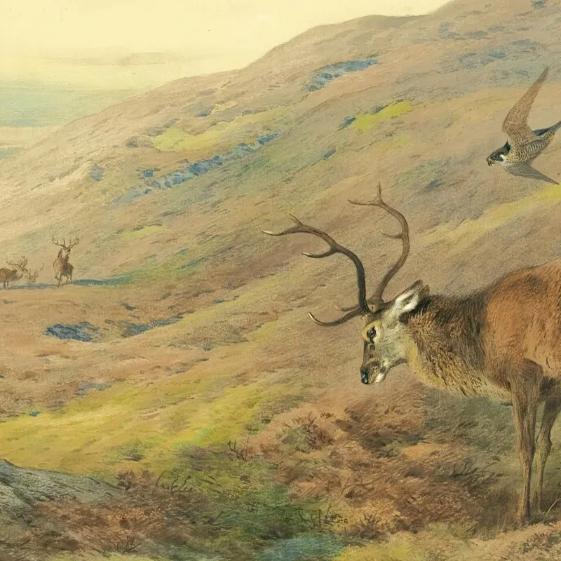 In The Highlands Red Stag Mobbed By A Pair Of Peregrines Archibald Thorburn