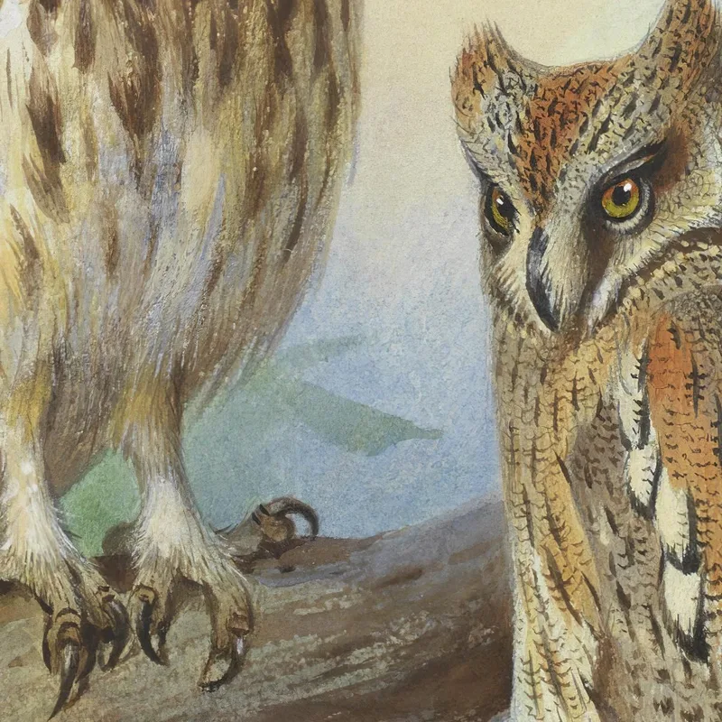 Chevêche D'Athéna Et Petit-Duc Archibald Thorburn