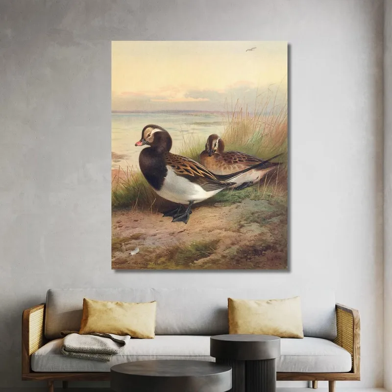 Long-Tailed Duck Summer Archibald Thorburn