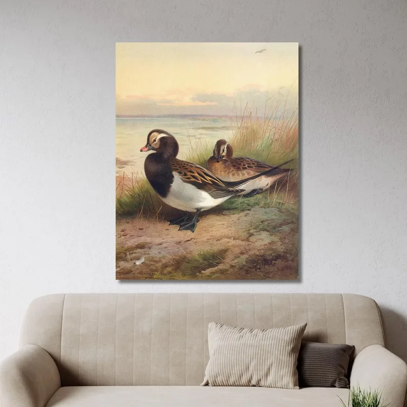 Long-Tailed Duck Summer Archibald Thorburn