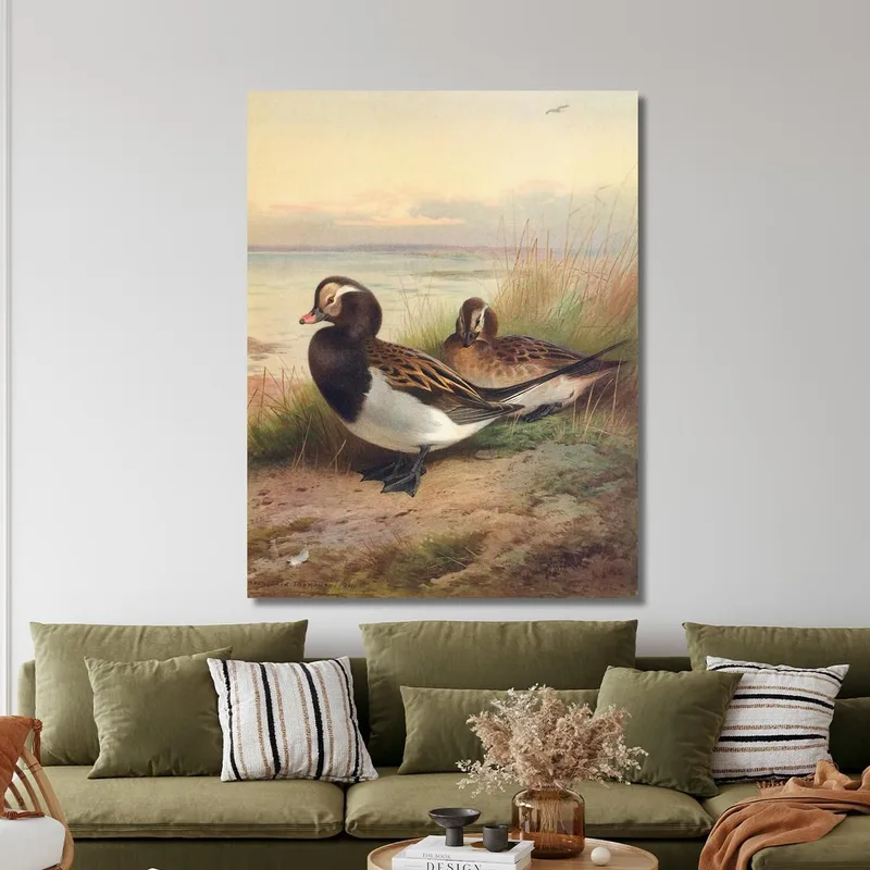 Long-Tailed Duck Summer Archibald Thorburn