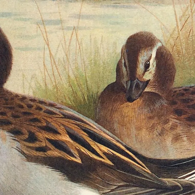 Long-Tailed Duck Summer Archibald Thorburn