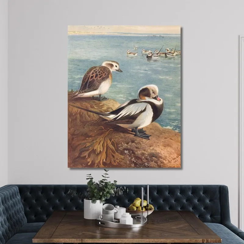 Long-Tailed Duck Winter Archibald Thorburn