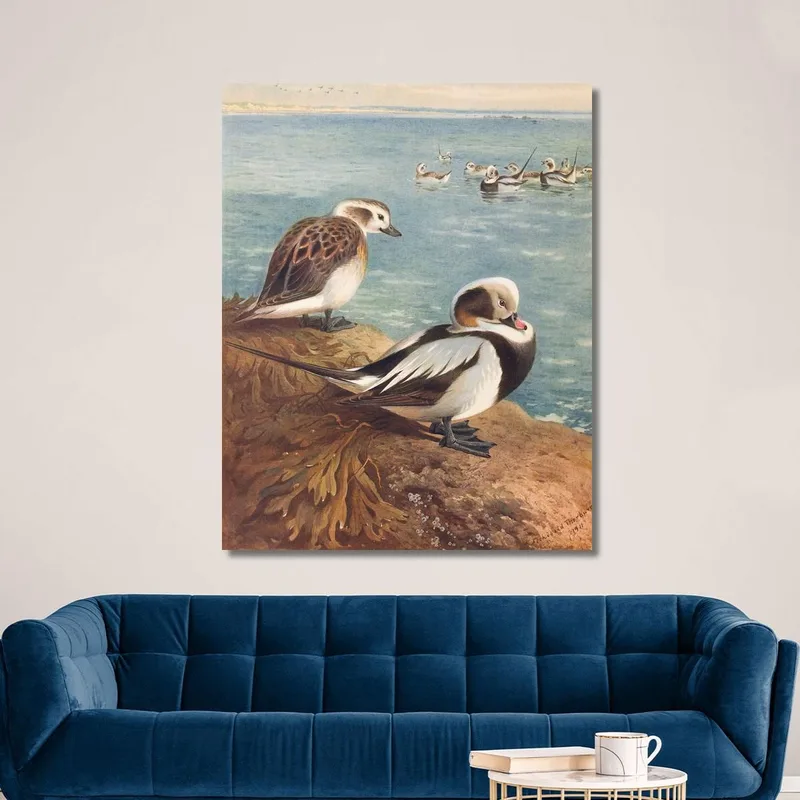 Long-Tailed Duck Winter Archibald Thorburn