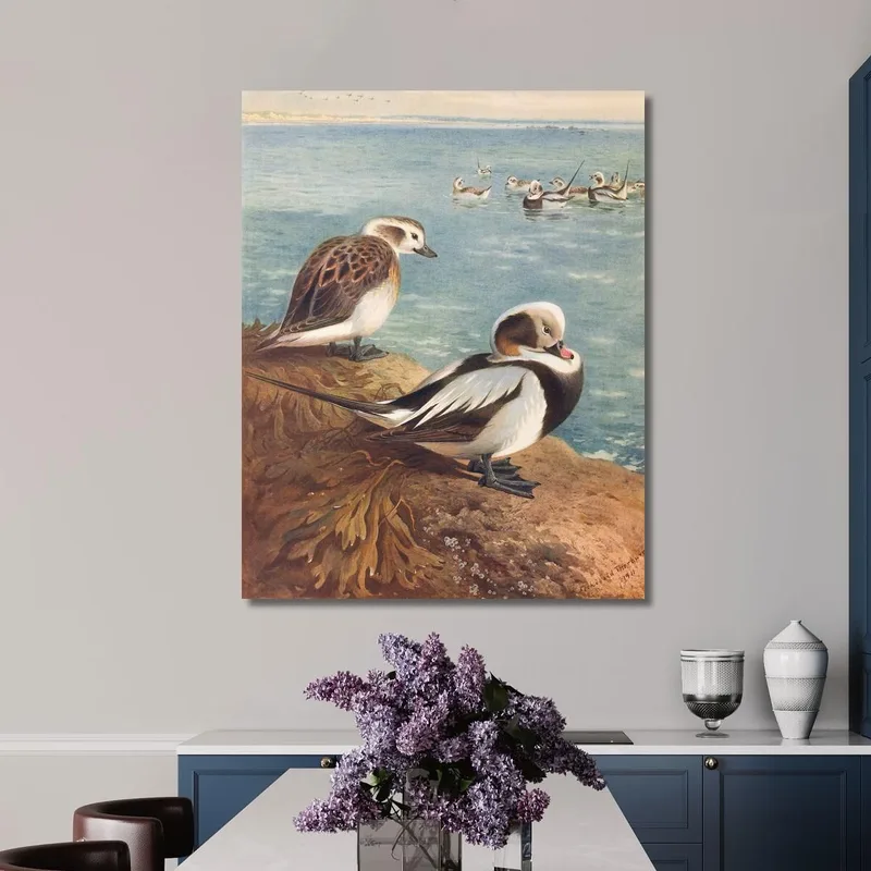 Long-Tailed Duck Winter Archibald Thorburn