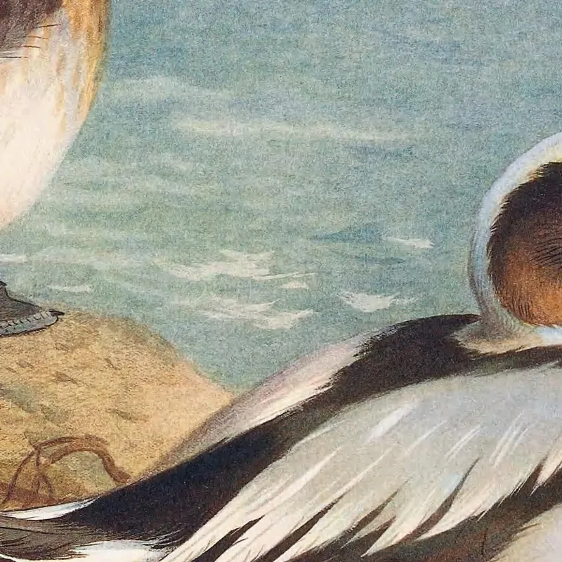 Long-Tailed Duck Winter Archibald Thorburn