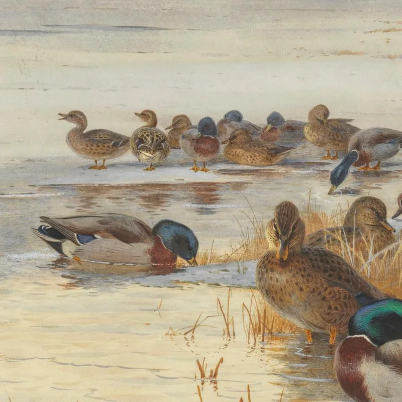 Germano Reale E Alzavola In Una Palude Innevata Archibald Thorburn