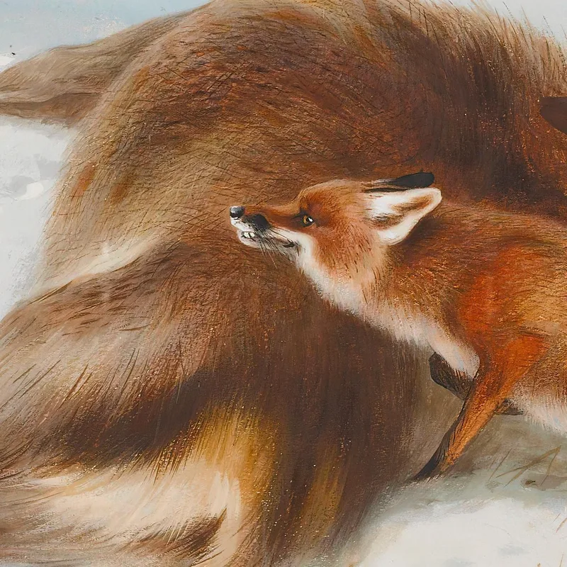 Pas Pour Le Garde-Manger Archibald Thorburn