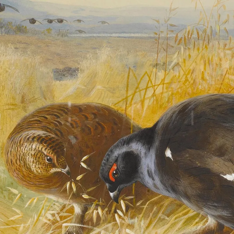 En Los Almiares: Urogallo Archibald Thorburn