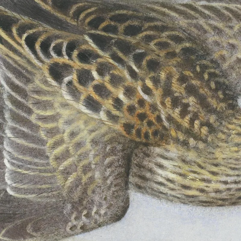 Correlimos Pectoral Archibald Thorburn