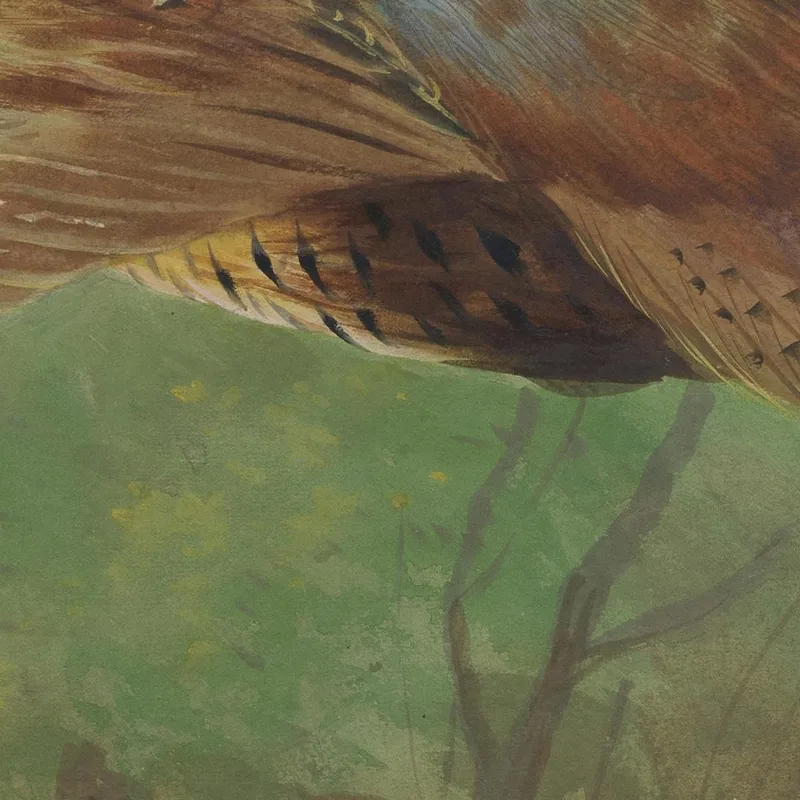 Pheasant In Flight Archibald Thorburn