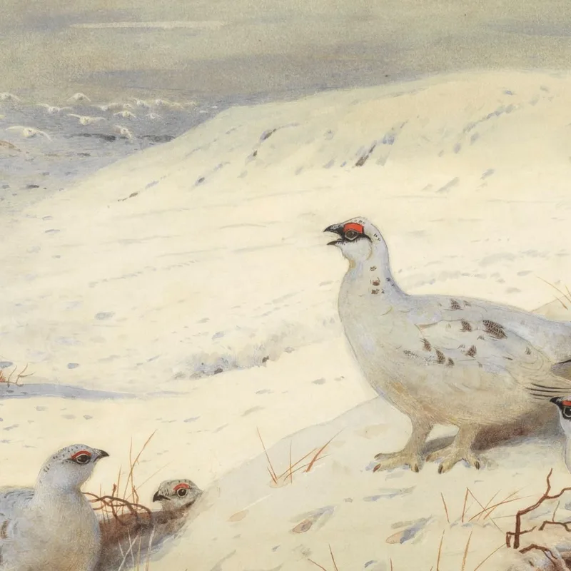 Perdiz Nival En Plumaje Invernal Archibald Thorburn