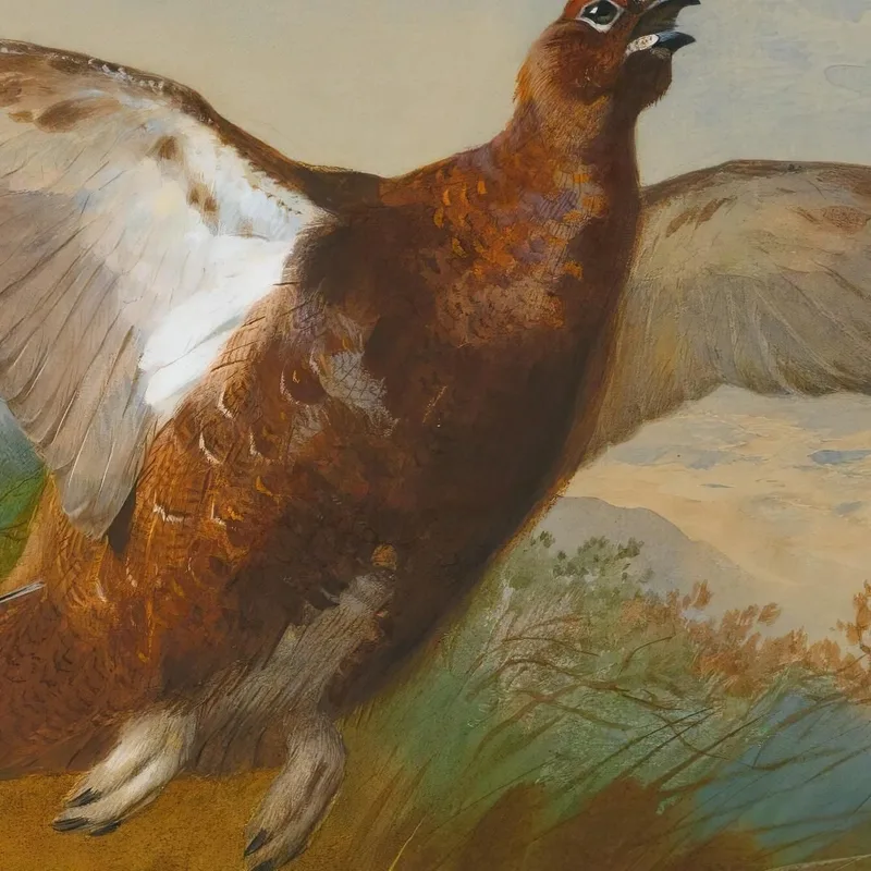 Pernice Rossa In Volo Archibald Thorburn