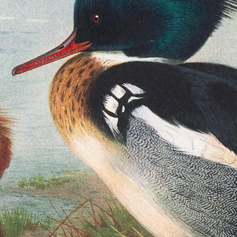 Red-Breasted Merganser Archibald Thorburn