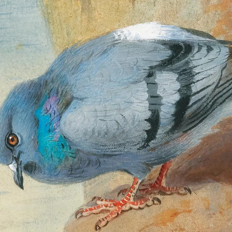 Rock Doves Archibald Thorburn