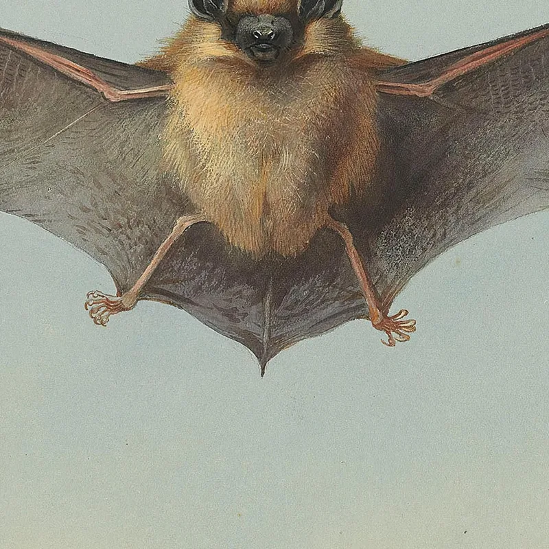 Studie Einer Zwergfledermaus Archibald Thorburn