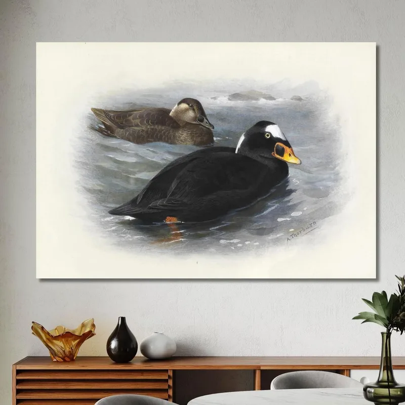 Surf Scoter Archibald Thorburn