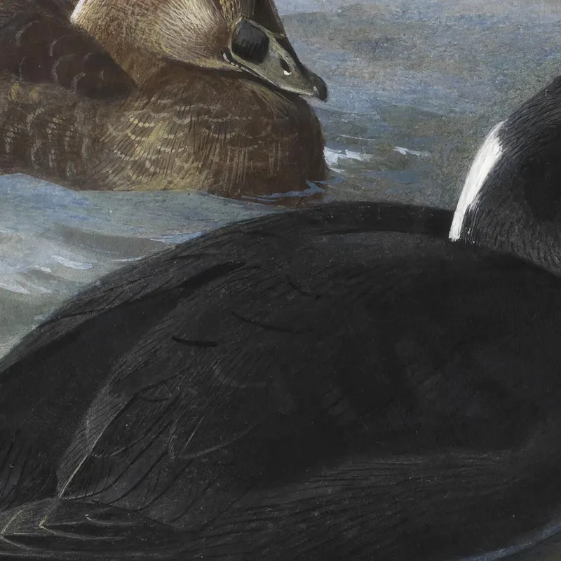 Surf Scoter Archibald Thorburn