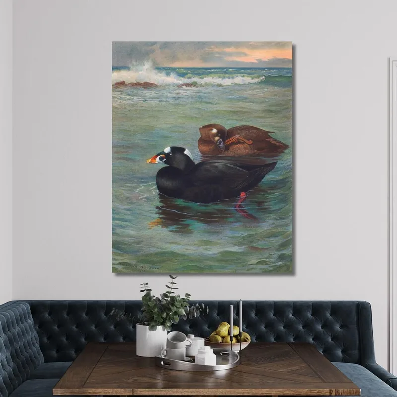 Surf-Scoter Archibald Thorburn