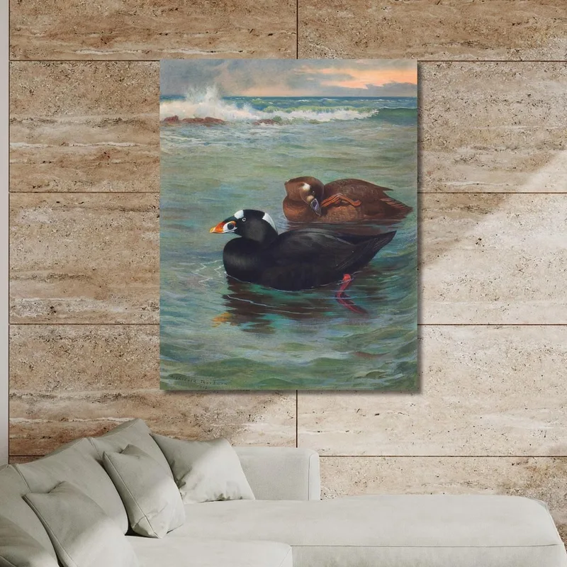 Surf-Scoter Archibald Thorburn