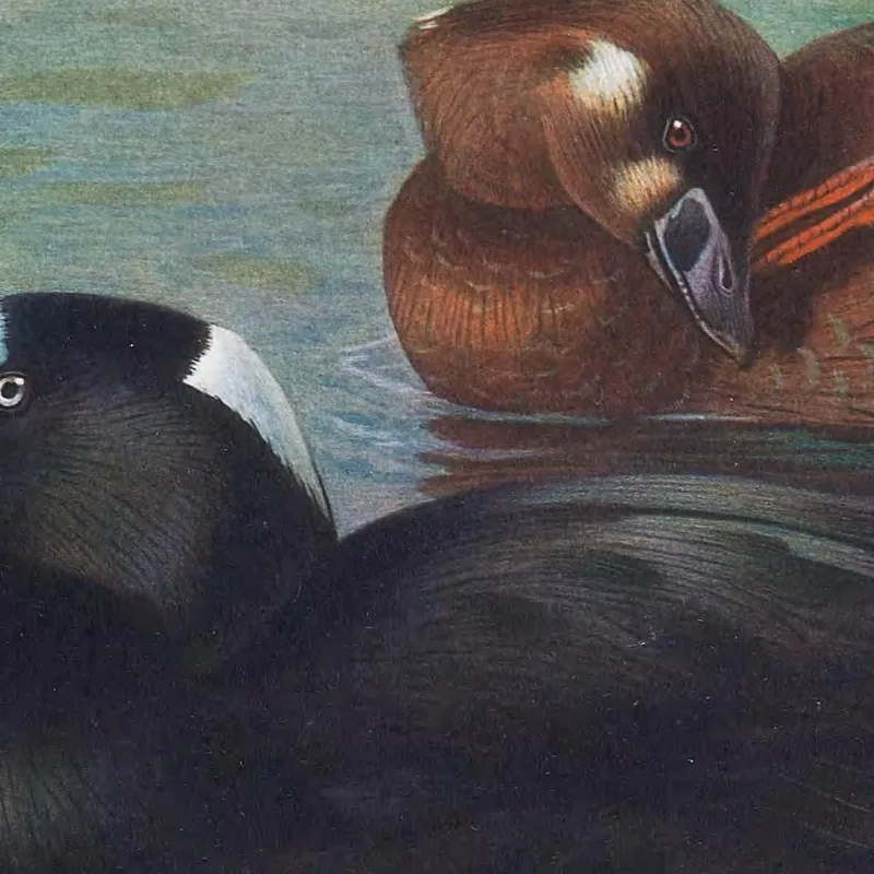 Surf-Scoter Archibald Thorburn
