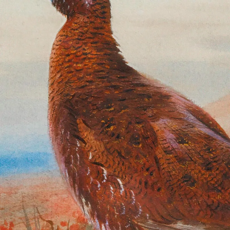 The Challenge Archibald Thorburn