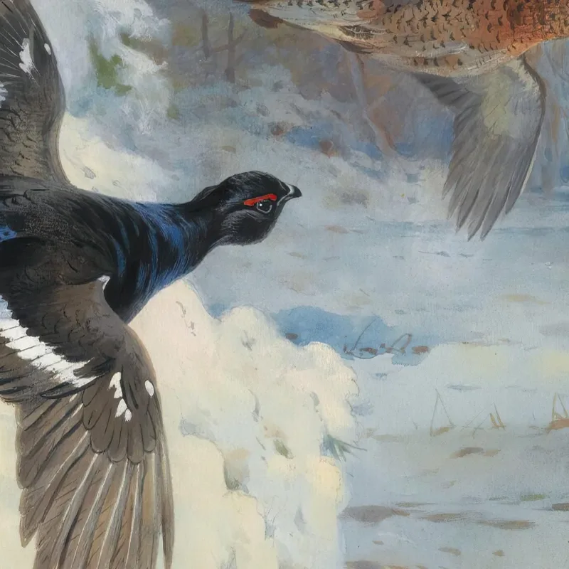A Través De Los Bosques Nevados - Gallos Lira Archibald Thorburn