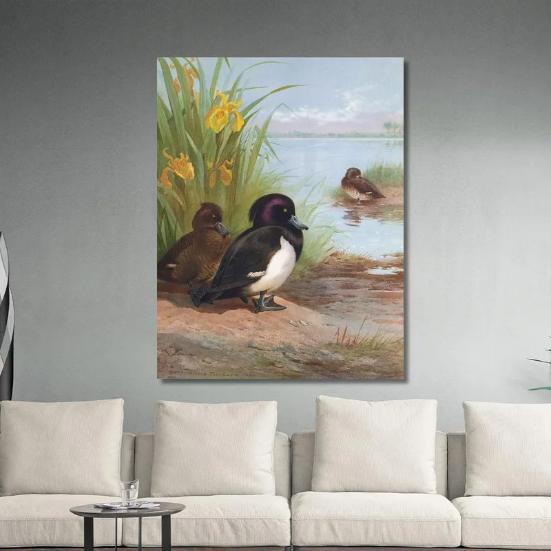 Tufted Duck Archibald Thorburn