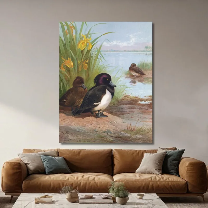 Tufted Duck Archibald Thorburn