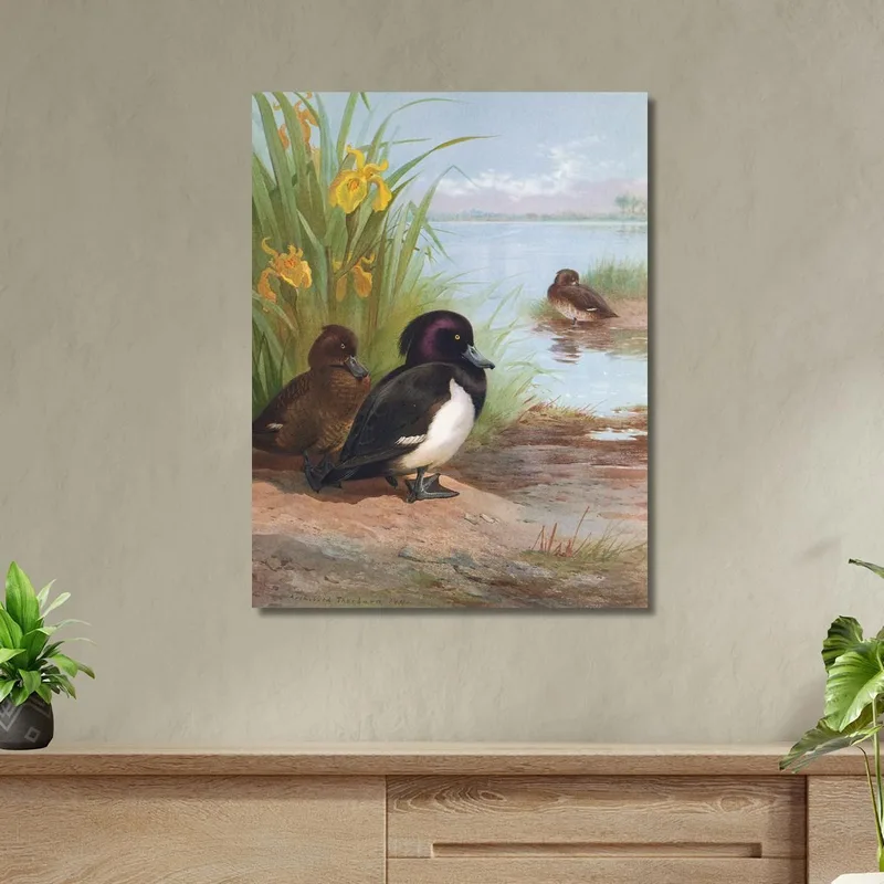 Tufted Duck Archibald Thorburn