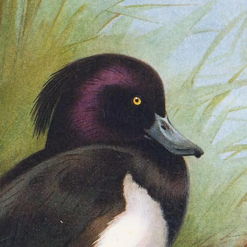 Tufted Duck Archibald Thorburn