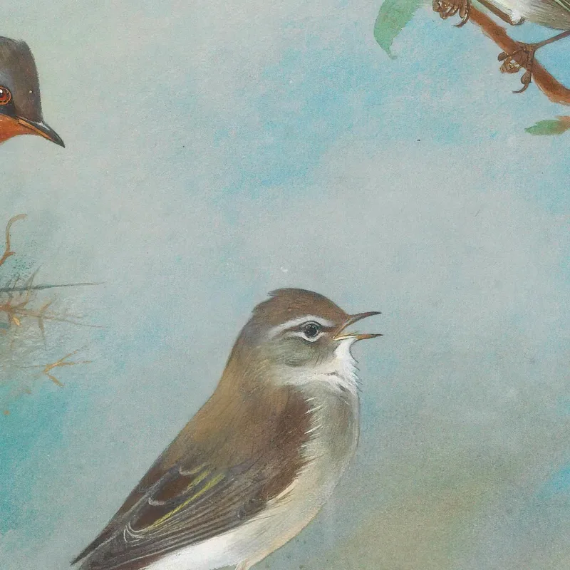Fauvette Et Troglodytes Archibald Thorburn