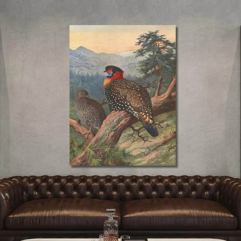Tragopán Occidental Archibald Thorburn