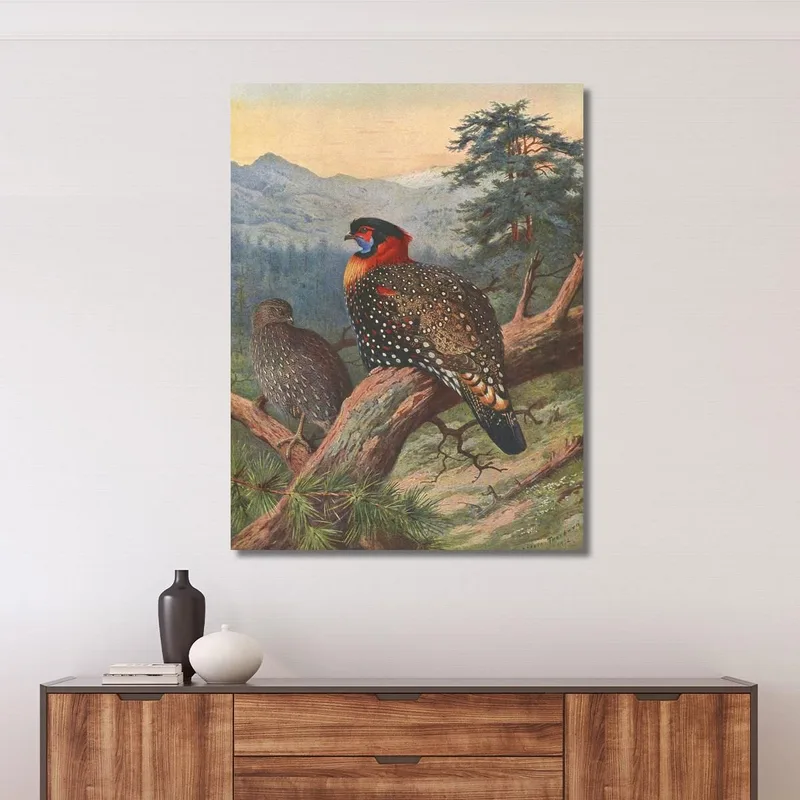 Tragopán Occidental Archibald Thorburn