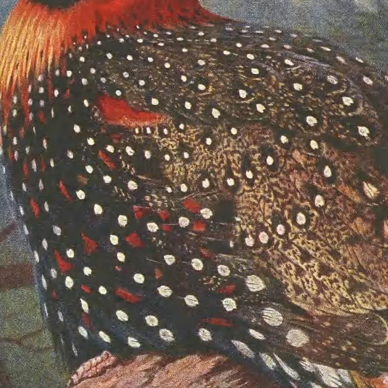 Tragopán Occidental Archibald Thorburn