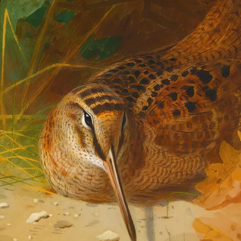 Bécasse Archibald Thorburn