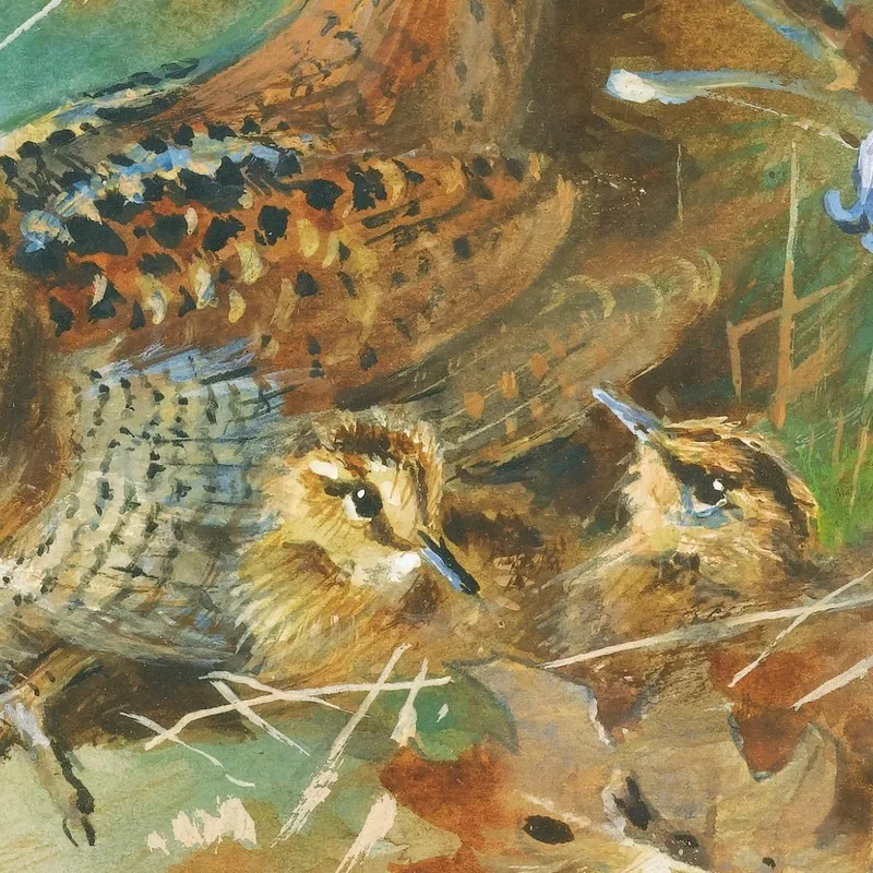 Becada Y Crías Archibald Thorburn