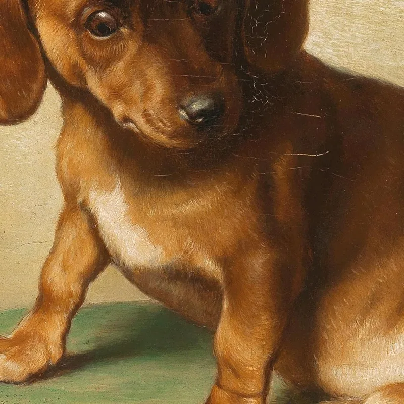 A Dachshund Puppy Carl Reichert