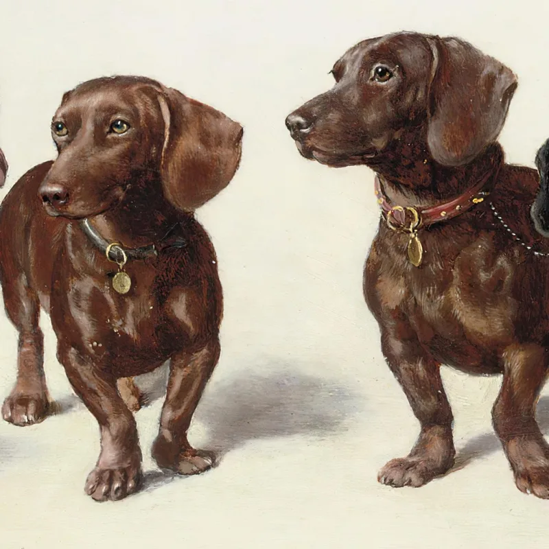 Vier Dackel Carl Reichert