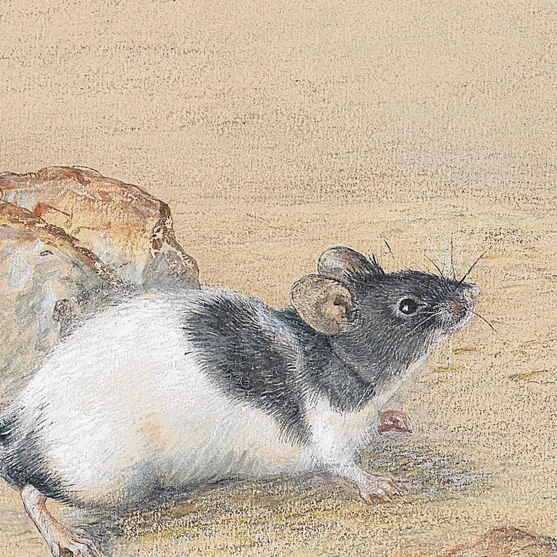 Mice Carl Reichert