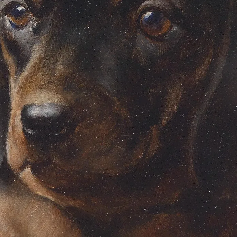 Young Dachshund Carl Reichert