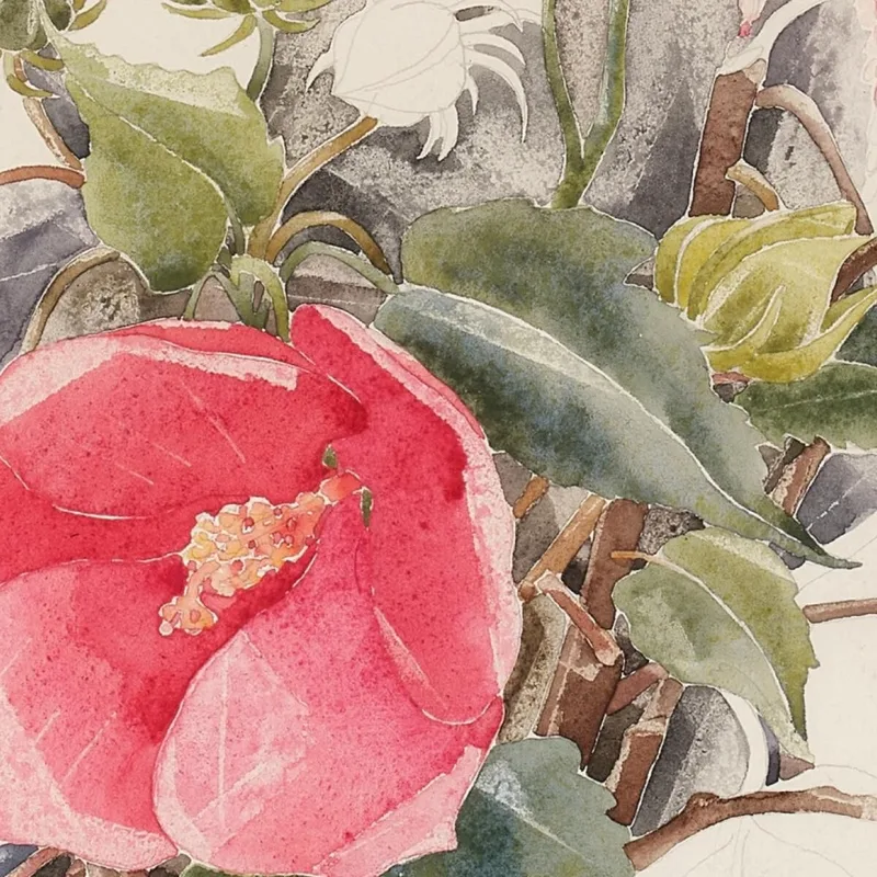 Hibiskus Charles Demuth